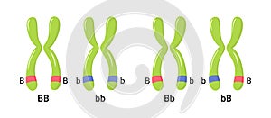 Vector illustration of heterologous and homologous chromosomes